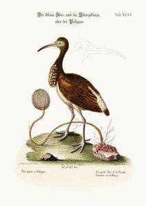 De Kleine Ibis, en de Dier-Plant of Poliep, 1749-73